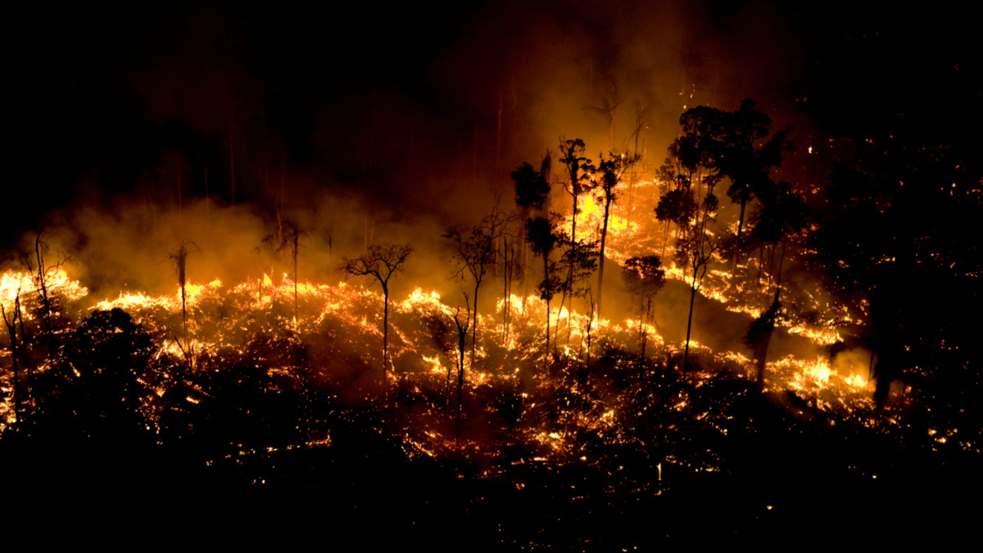De terribles incendies ont frappé l'Amazonie en 2020 | DR 