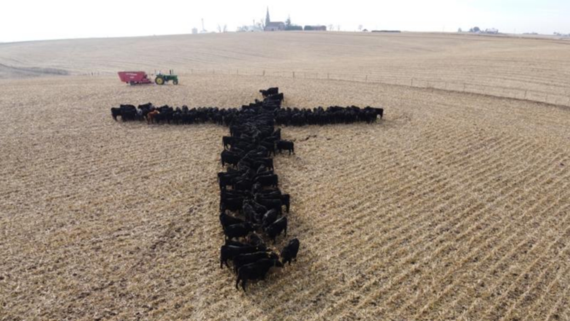 La photo de vaches dessinant une croix sur un champ de l'Iowa est devenue virale sur les réseaux sociaux | Michael Schueller