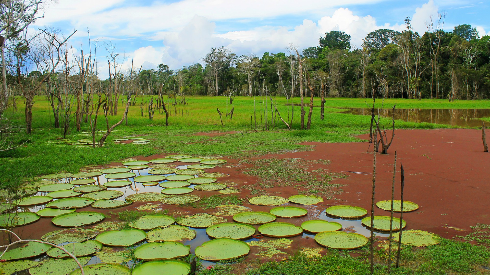 Les évêques de l'Amazonie brésilienne sont partagés sur l'exhortation du pape |  Vaquerofrancis/Flickr/CC BY-NC-ND 2.0