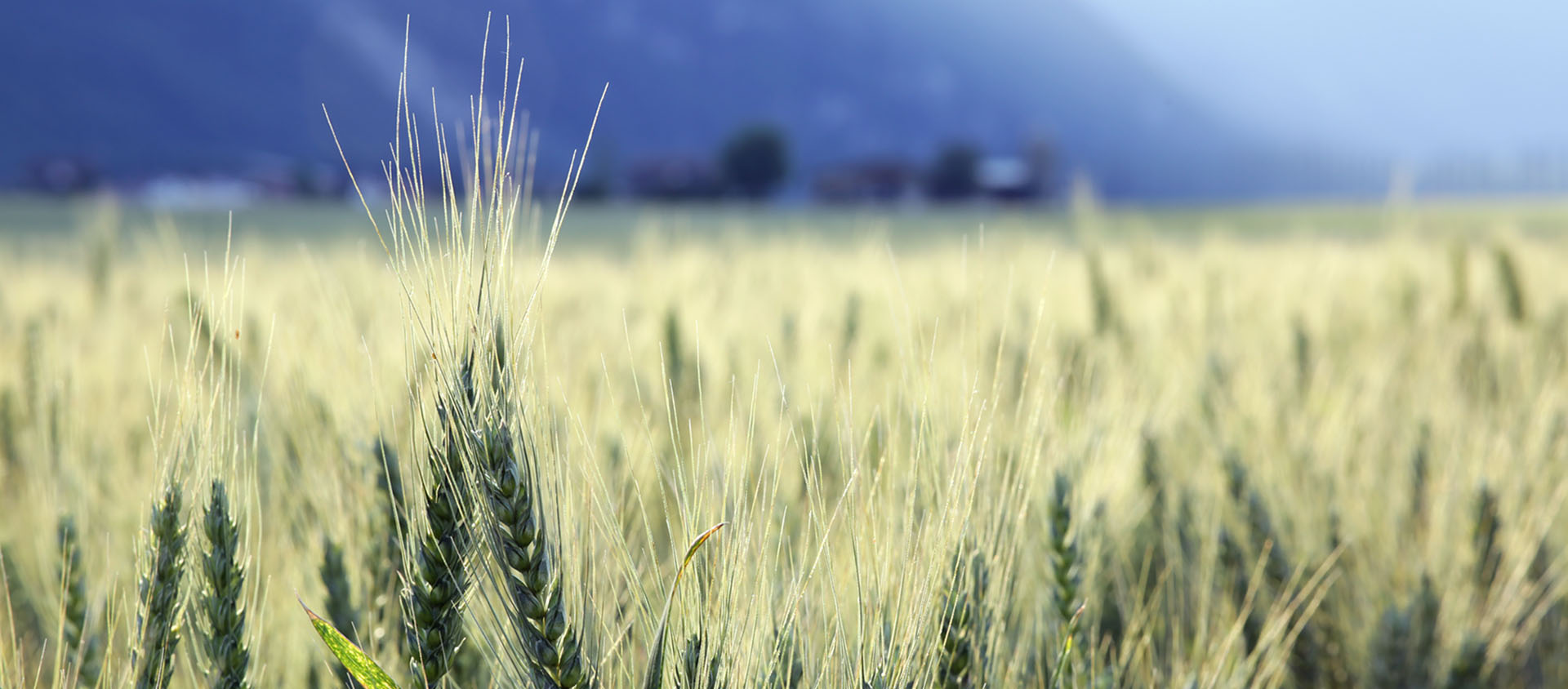 Si Laudato si’ n’était pas la première encyclique à «s’inquiéter du problème», elle était la première «à prendre pour seul sujet l’écologie» | © Bernard Hallet