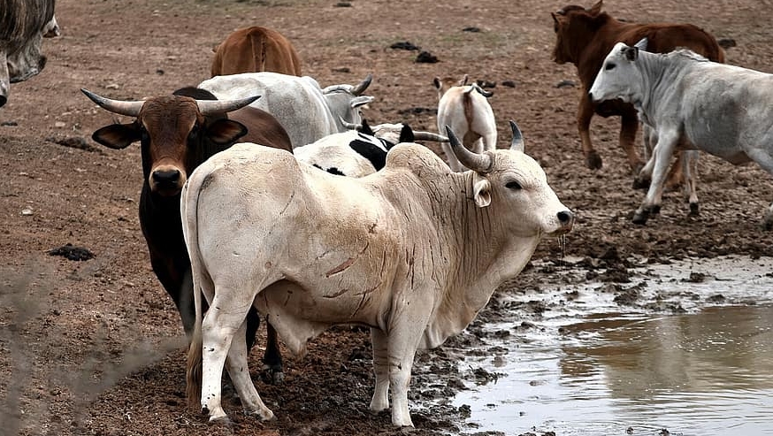 La transhumance du bétail est une des causes principales des conflits en Centrafrique | Pikist CC-BY-2.0