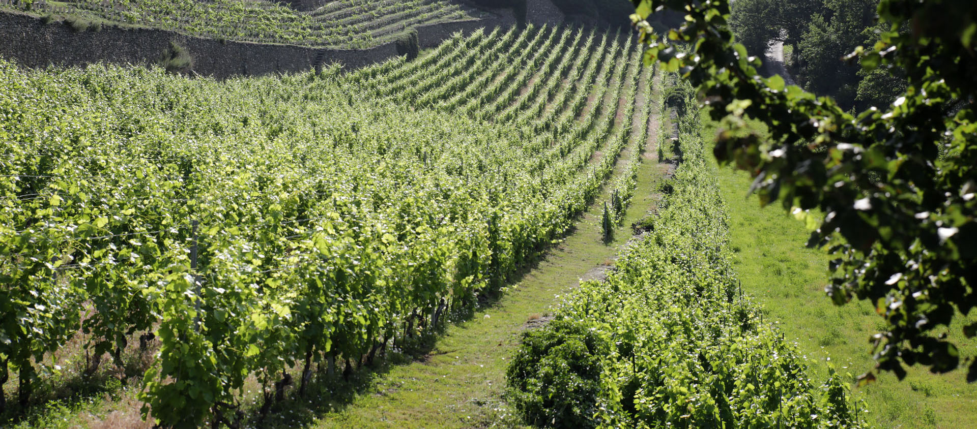 Un homme avait deux fils.
Il vint trouver le premier et lui dit :
‘Mon enfant, va travailler aujourd’hui à la vigne.’
    Celui-ci répondit : ‘Je ne veux pas.’
Mais ensuite, s’étant repenti, il y alla | © Bernard Hallet