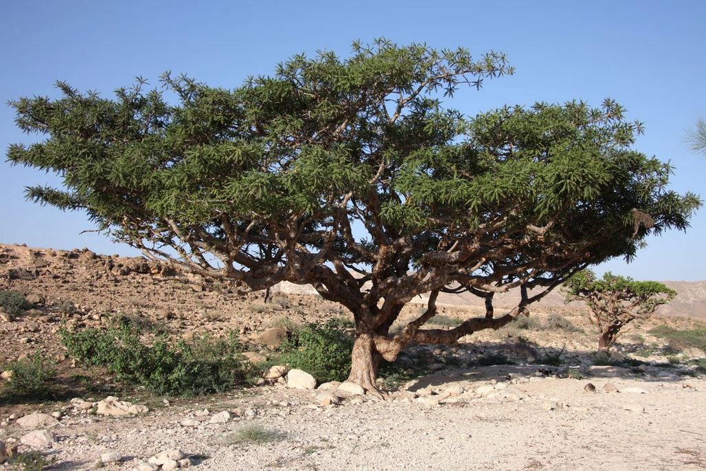 L'encens vient de la résine du boswellia qui pousse dans les régions semi-désertiques | DR 