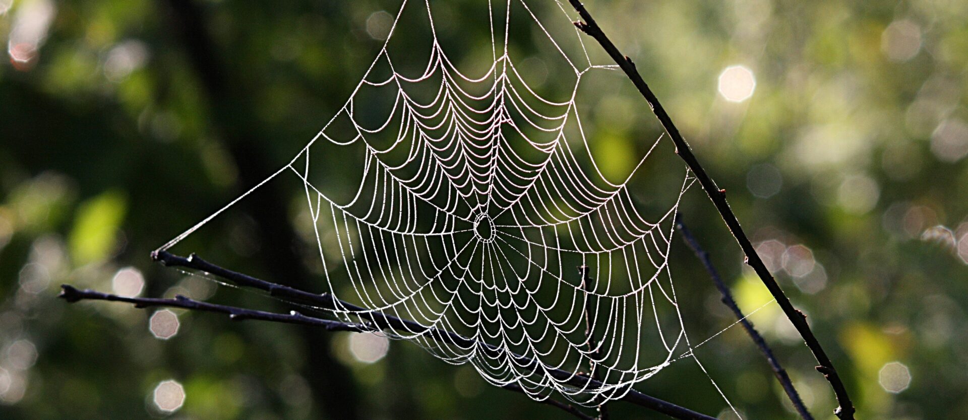 L'abus spirituel  se construit souvent comme une araignée tisse sa toile | wikimedia coomons caphas CC-BY-SA 3.0