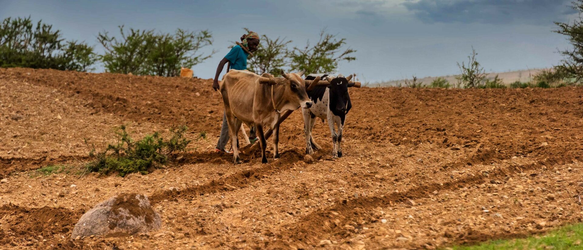 Dans de nombreux pays, les changements climatiques mettent en danger les rendements agricoles | photo d'illustration © Rod Waddington/Flickr/CC BY-SA 2.0