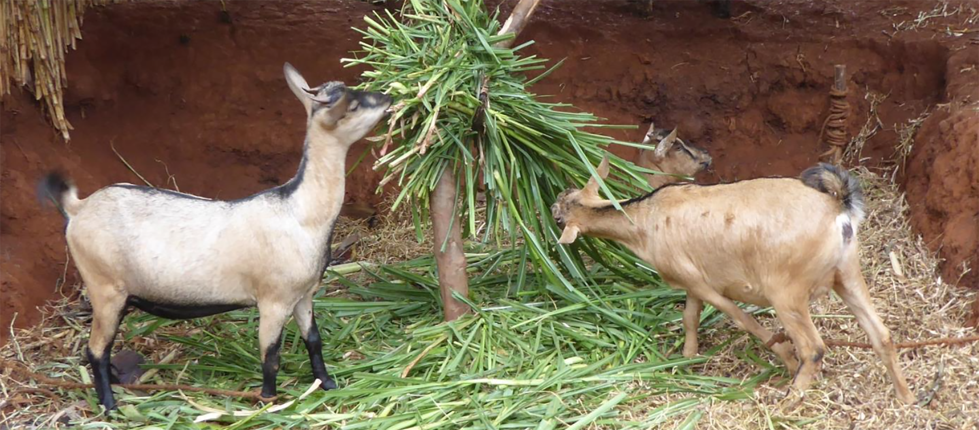 Projet "Pradur" au Burundi | © Caritas Autriche