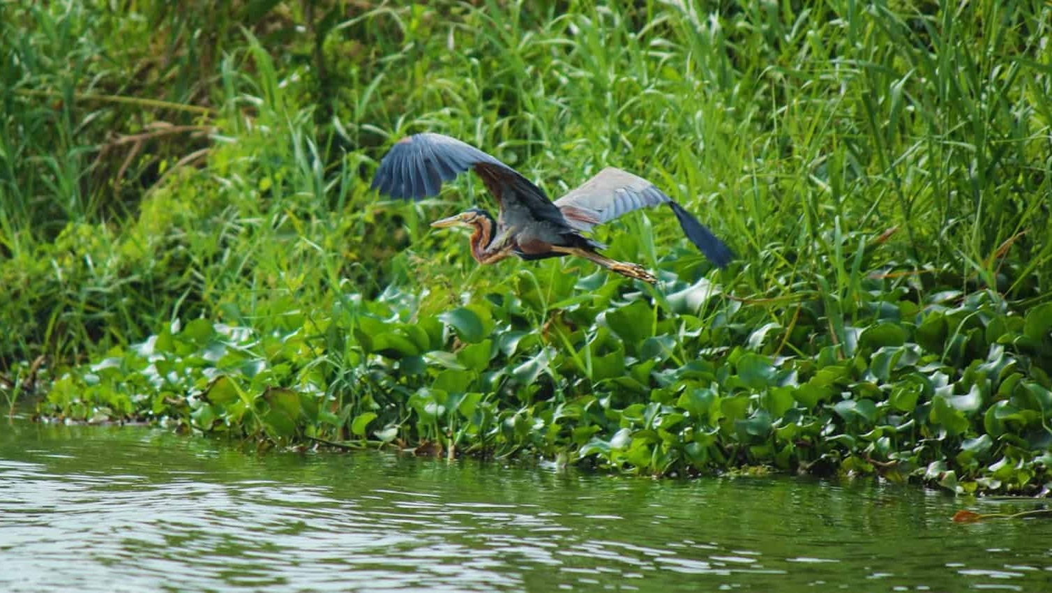 Les marais de Muthurajawela, au Sri Lanka, constituent un écosystème important | DR  