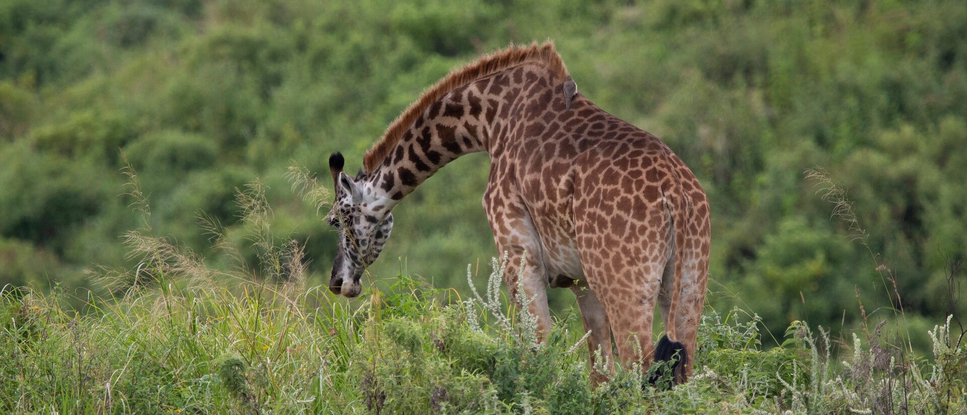 La Tanzanie possède une biodiversité particulièrement riche | © Jens Maiworm/Pixabay
