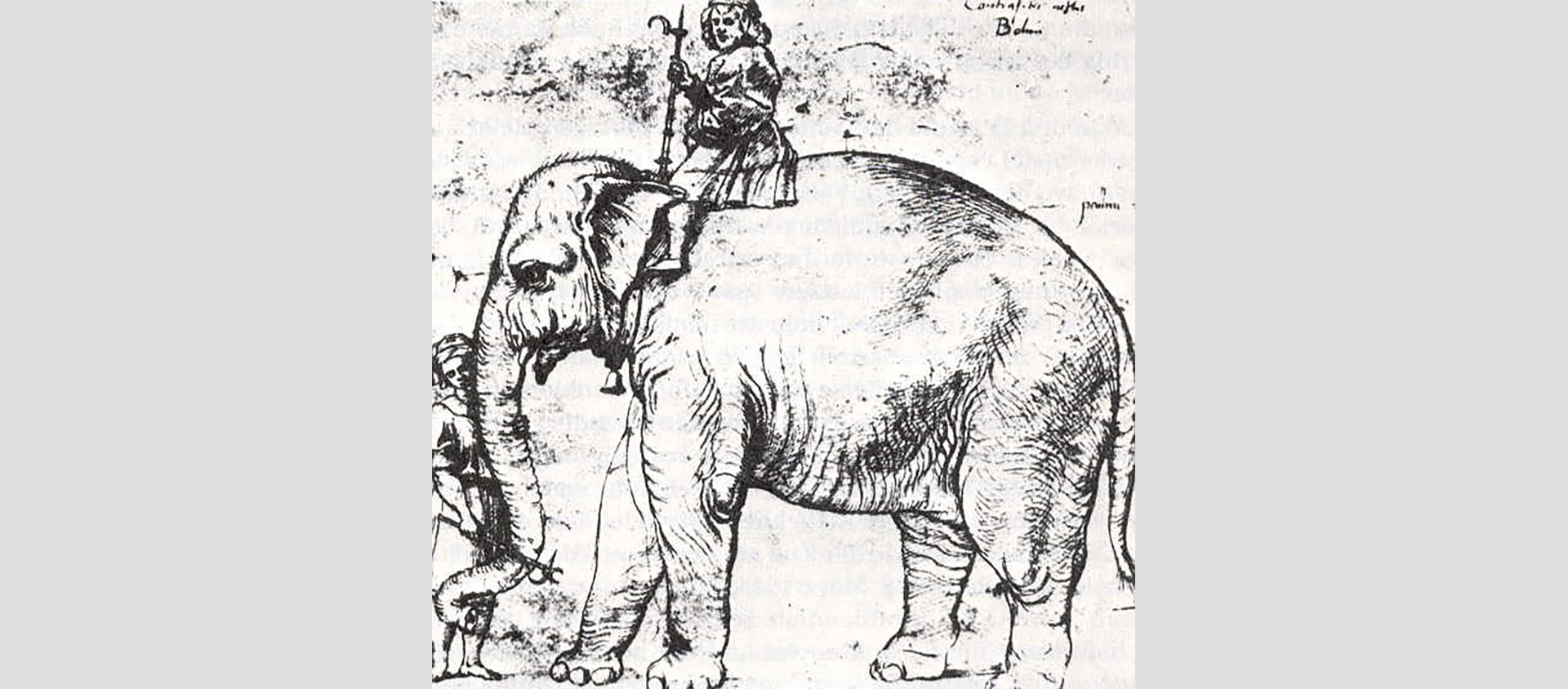 L'éléphant fut offert au pape Léon X par le souverain portugais Manuel 1er en 1514. Dessin, crayon et encre, vers 1514 - 1516. D'après Raffael | Wikimedia commons