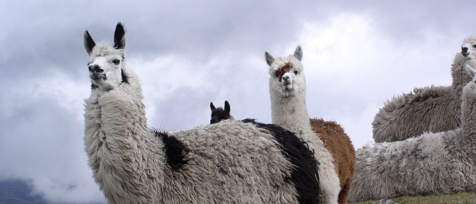 Des lamas seront intégrés à la crèche de Noël 2021, au Vatican | © ZEBULON72/Pixabay