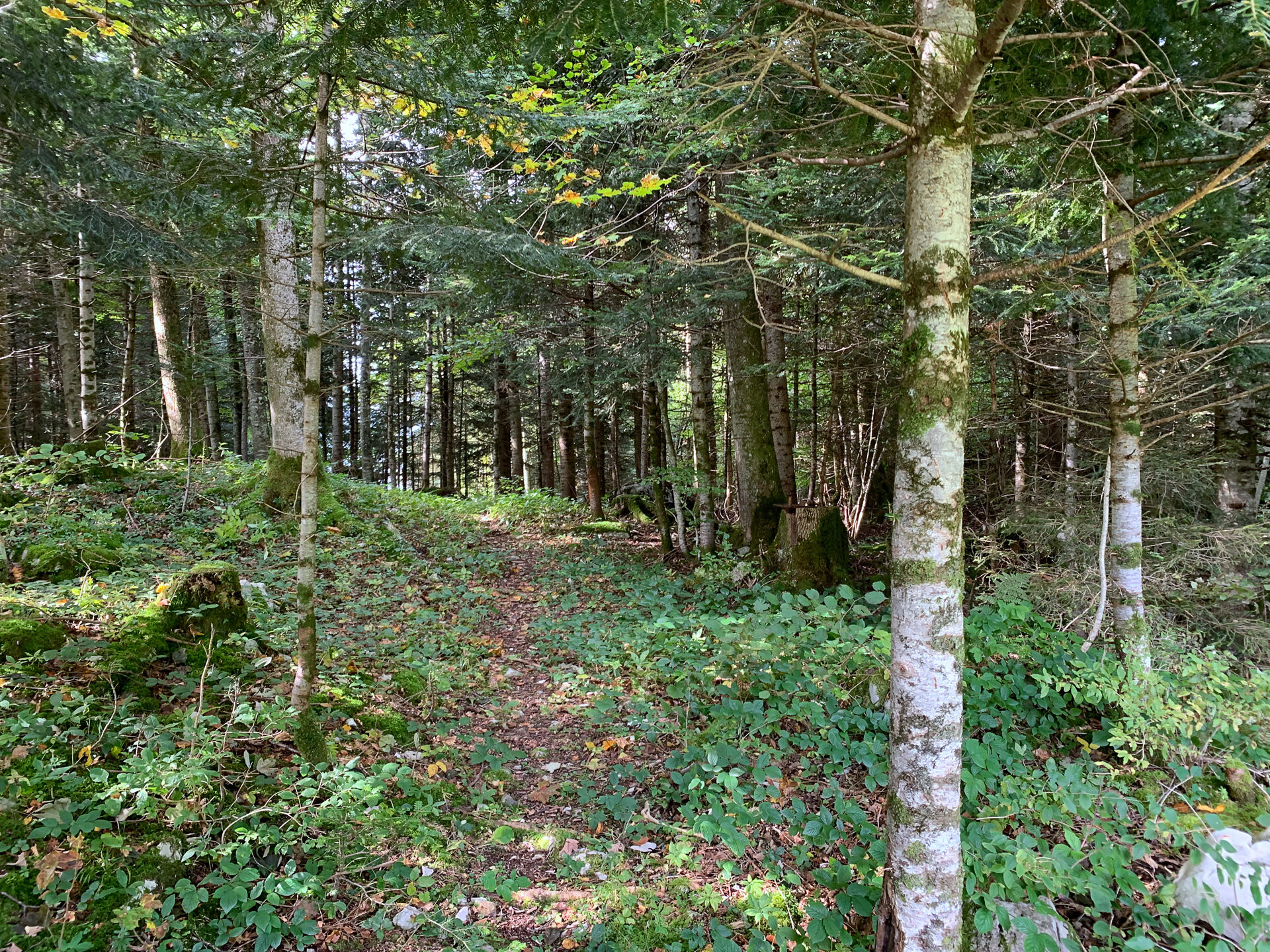 La forêt de Chilenwald (SZ) où le cimetière doit être installé | © DR