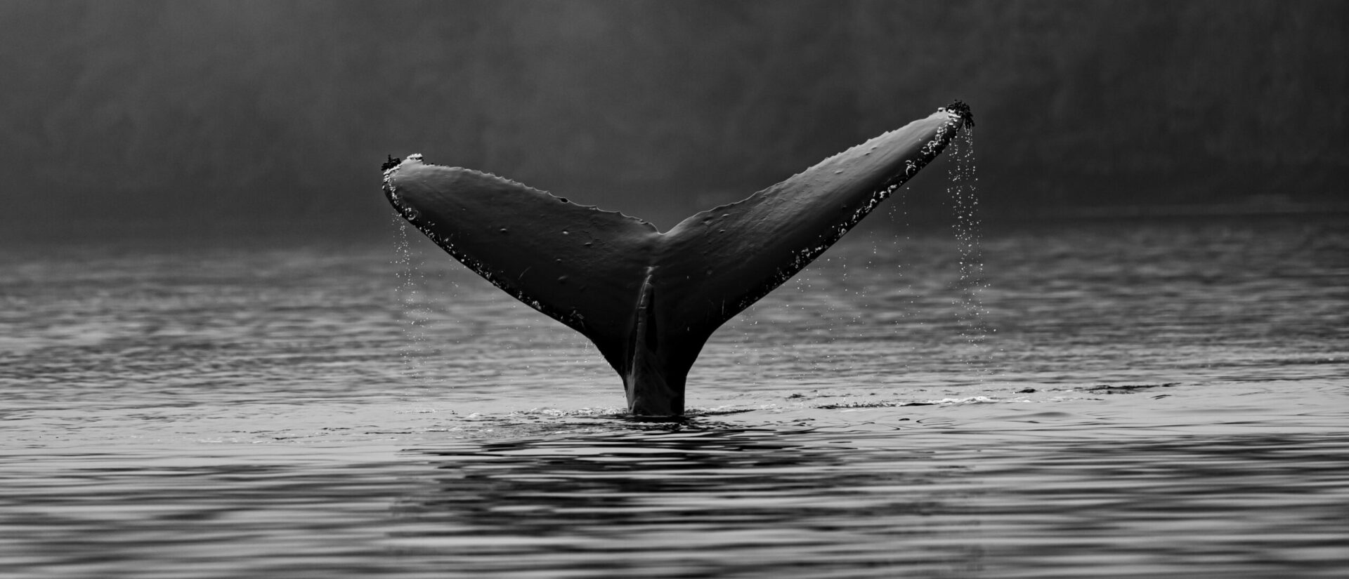 Les baleines bleues ont réinvesti une zone de l'Antarctique d'où elles avaient disparu | photo d'illustration © Thomas Lipke/Unsplash