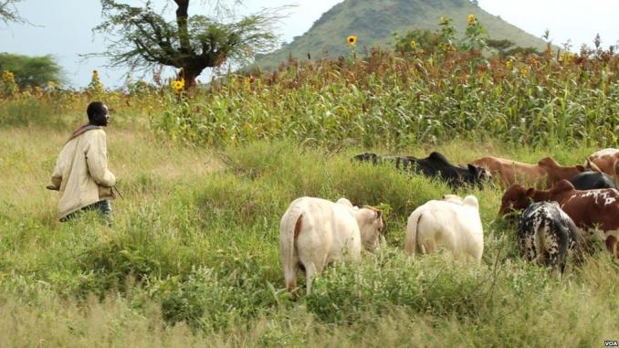 Un conflit éleveurs-agriculteurs a fait 13 morts au sud du Tchad | DR