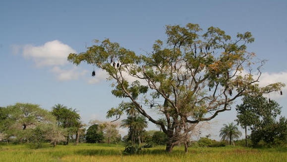 La Casamance est encore une région boisée du Sénégal | wikimedia commons CC-BY-SA-2.0
