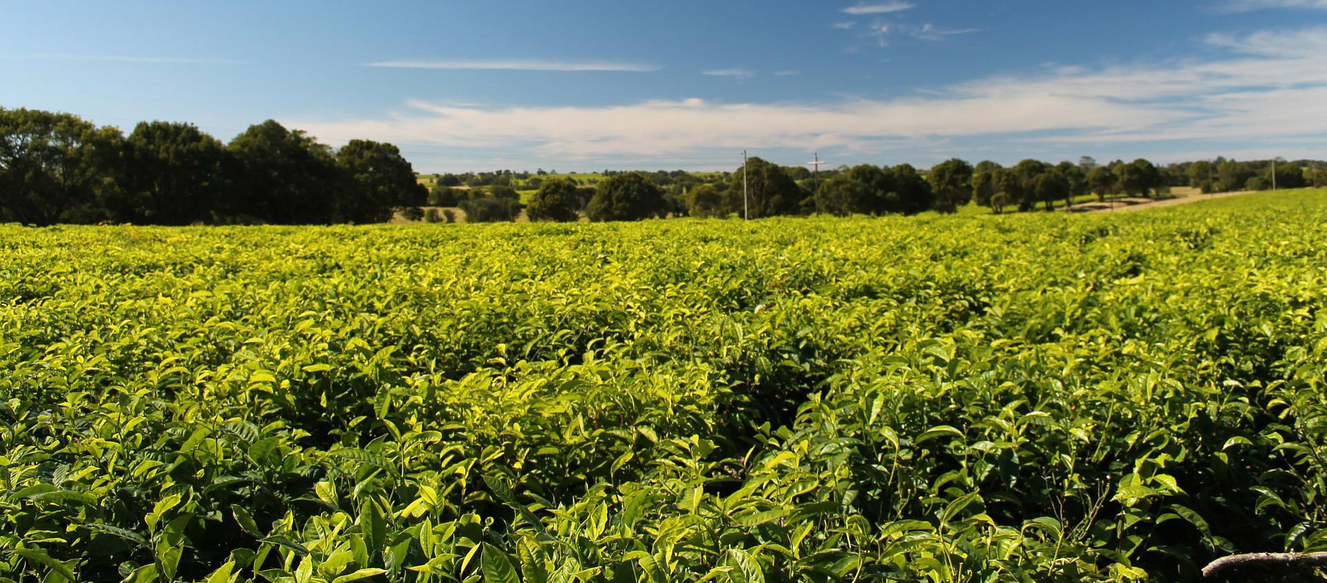 Plantation de thé en Afrique du Sud | © Pixabay