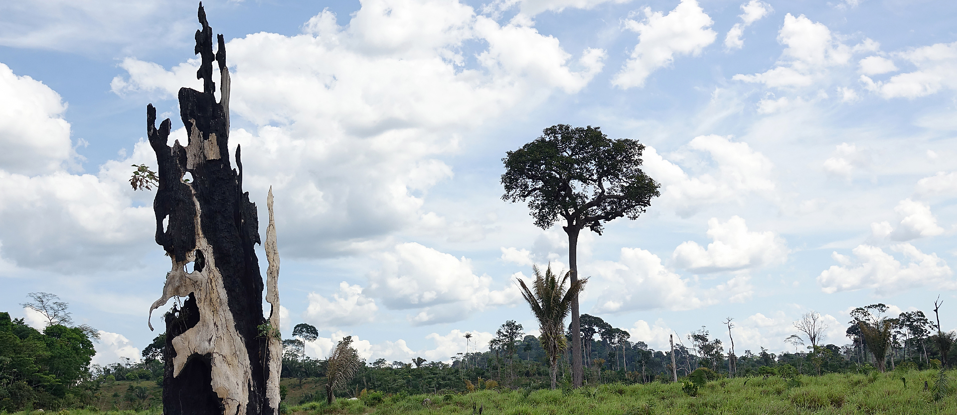 En 34 ans, la déforestation en Amazonie a été égale  à 18 fois la surface de la Suisse | © Jean-Claude Gerez