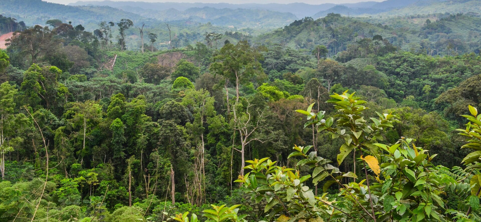 Les forêts de RDC sont l'un des "poumons verts" de la planète | © jbdodane/Flickr/CC BY-NC 2.0