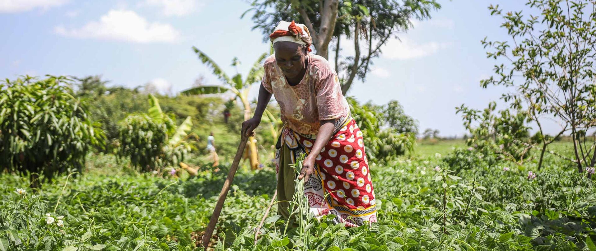 Au Kenya, les méthodes d'agroécologie encouragées par Action de Carême donnent des résultats prometteurs | © Action de Carême