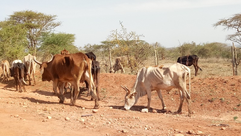 Après sept ans de vaches maigres, les vaches grasses reviendront | DR