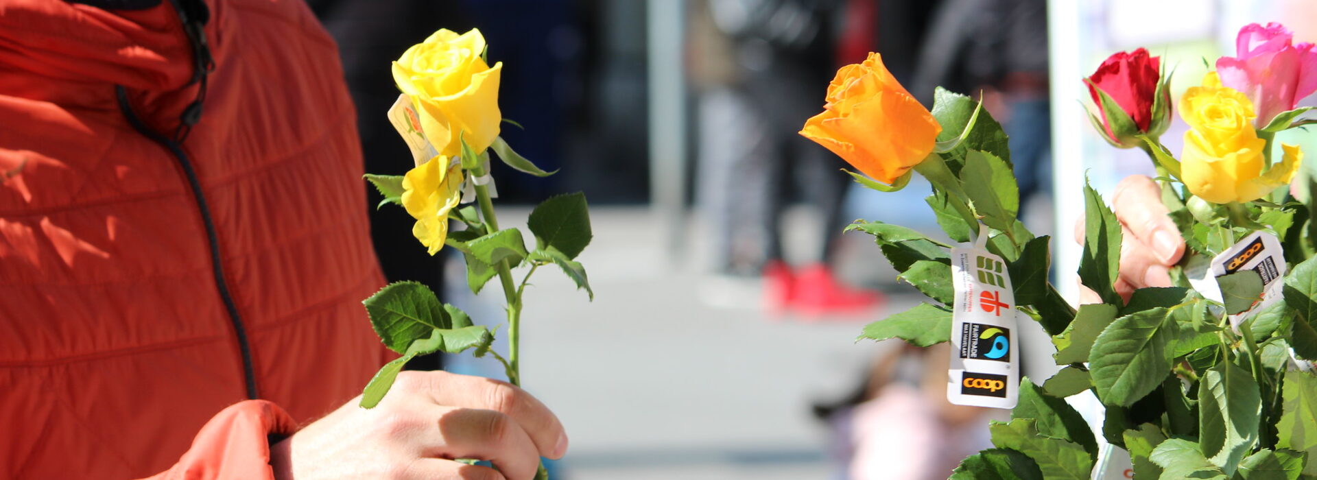 Dans le cadre de la Campagne de Carême, 50'000 roses sont proposées pour le droit à l'alimentation et la justice climatique | © Campagne oecuménique de Carême