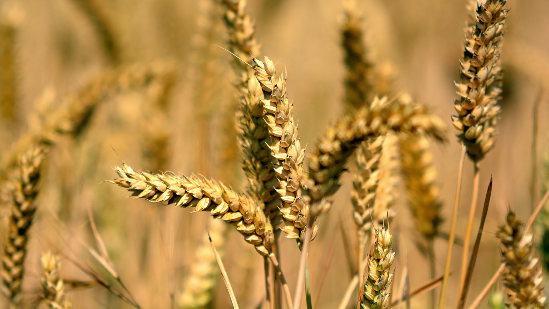 “Si le grain de blé tombé en terre ne meurt pas,
il reste seul“. Jn 12, 24. | Flickr/Random_fotos/CC BY-SA 2.0