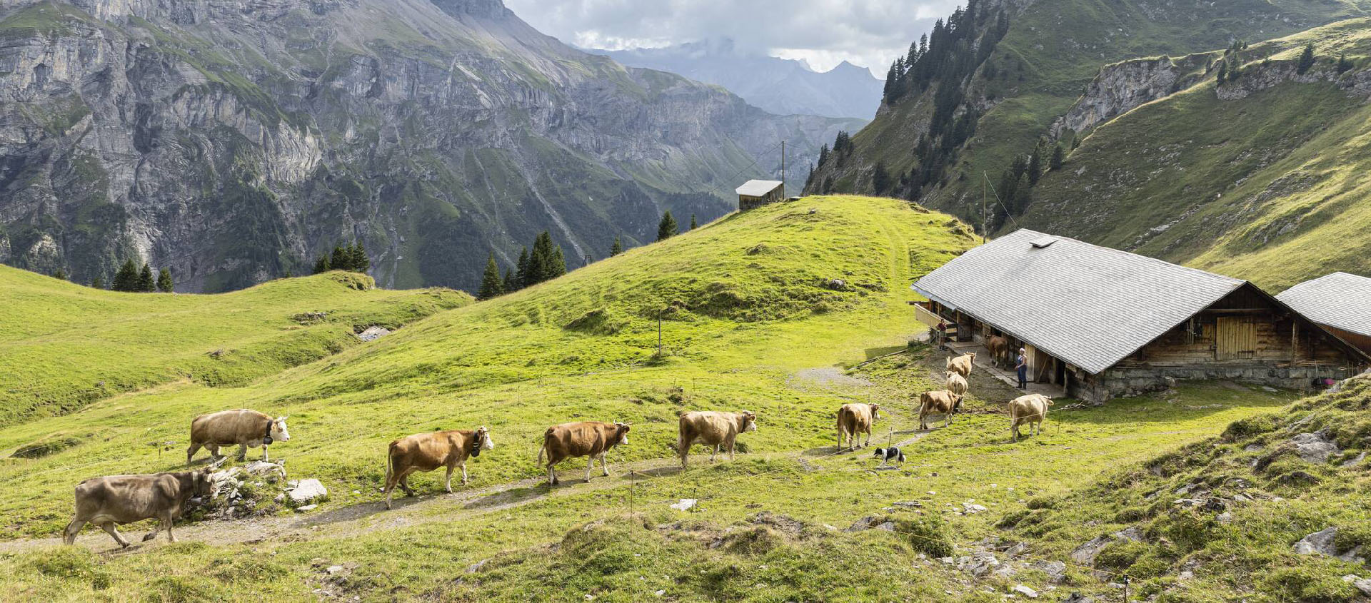 Les bénévoles peuvent aider pour les foins, la traite, la mise en place de clôtures, à l’étable ou au ménage | © Caritas-Montagnard