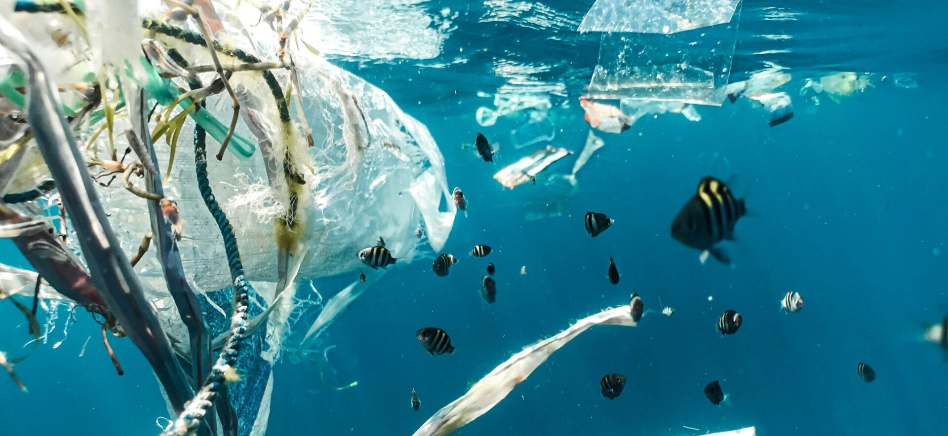 La destruction de l'environnement a un impact sur les conditions de survie de nombreuses populations | © Naja Bertolt Jensen/Unsplash