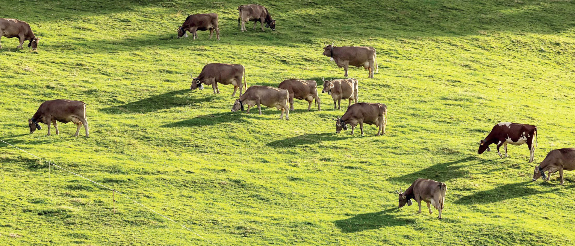Les sons méditatifs proviendront des cloches des vaches paissant sur le Zugerberg (ZG) | DR