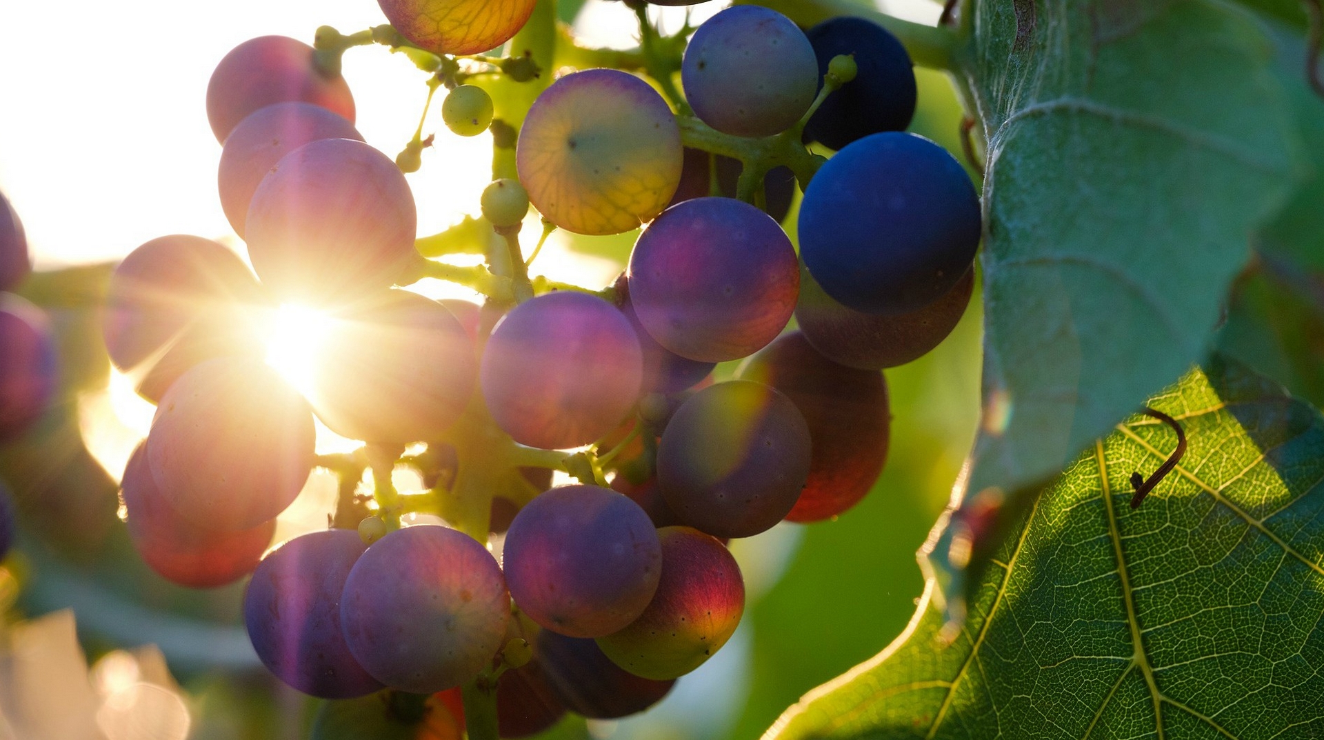 Le vin de messe doit être fait de raisin pur |  DR
