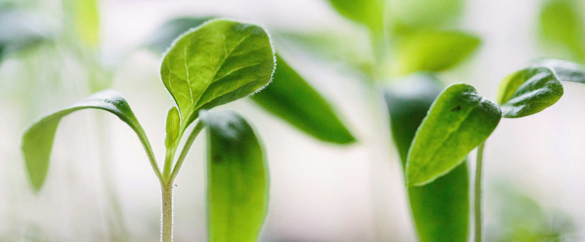 Les entreprises agroalimentaires rendent souvent captifs les petits agriculteurs | © Francesco Gallarotti/Unsplash